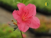 Azalea japonica 'Purpurkissen' 